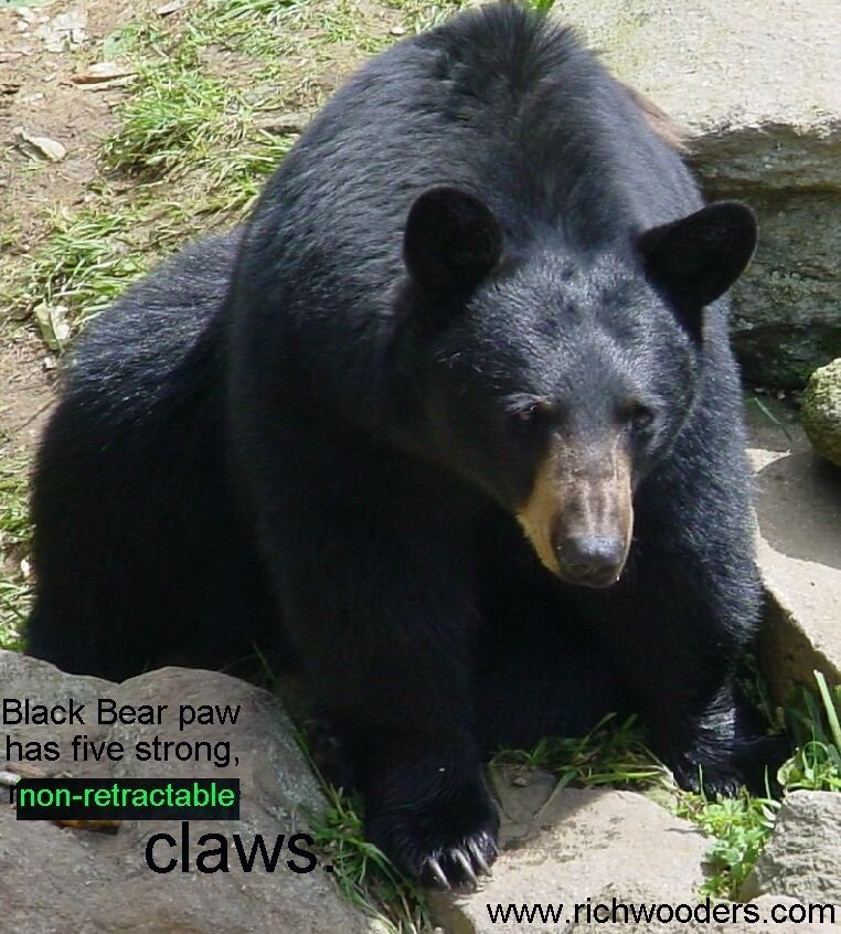 Bear Paws Images