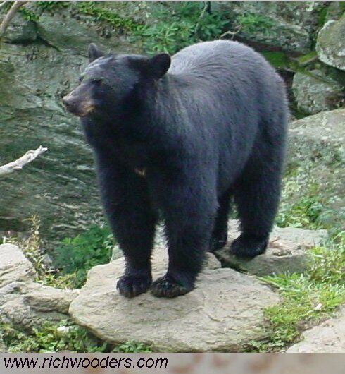 wv state animal black bear