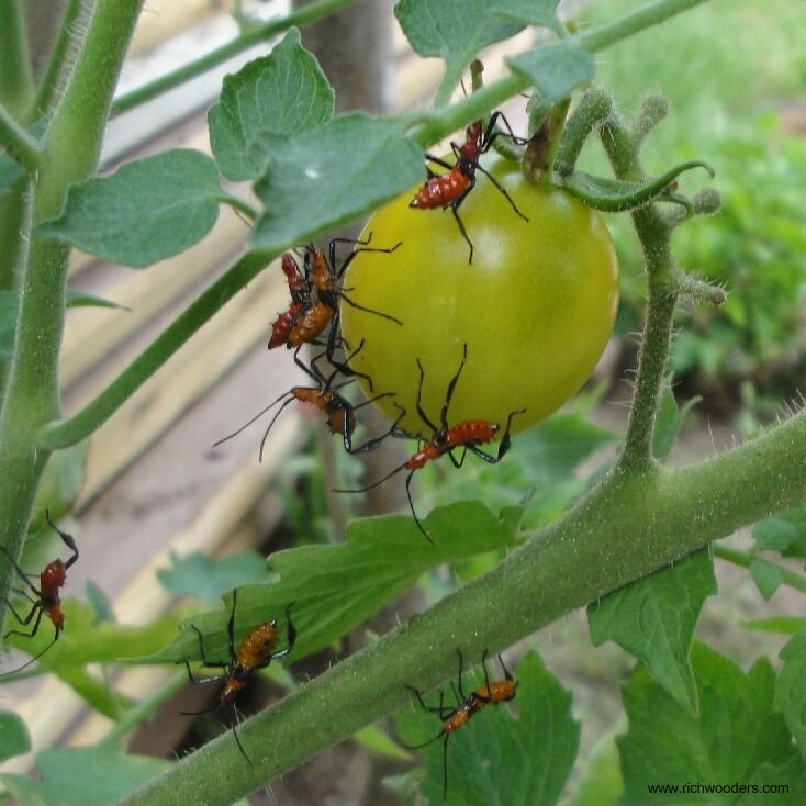 Yellow+tomato+bugs-001.jpg