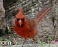 Click on Cardinal Photo for enlargement.