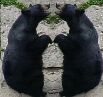 Click on Sitting Bears Photo for enlargement.