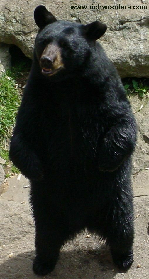 Black Bear standing