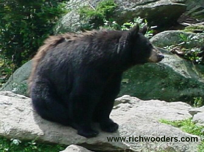 The black bear's primary predator is man.