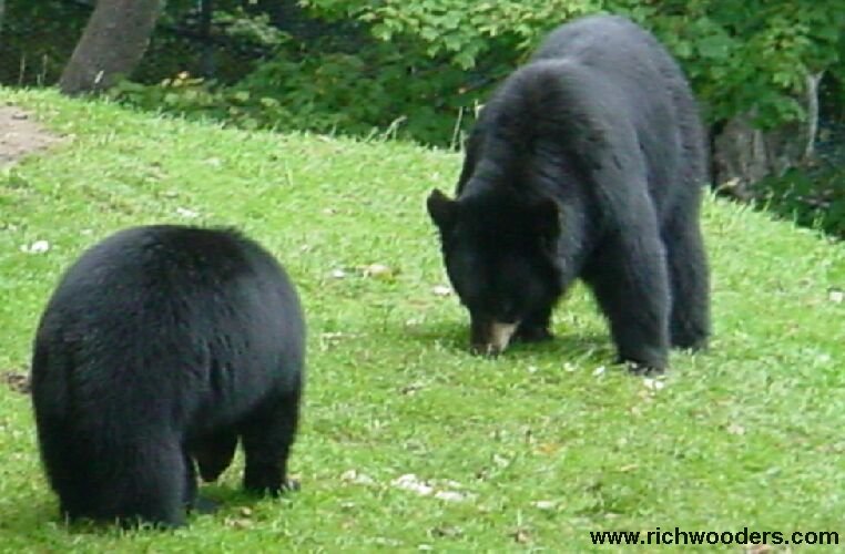 Black Bear club and mother bear