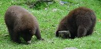 Click on black bear cubs Photo for enlargement.