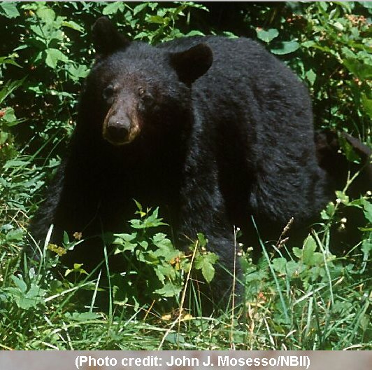 Black bear in forest.