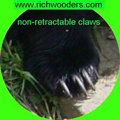 Black Bear Claw