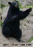 Click on Sitting Black Bear Photo for enlargement.